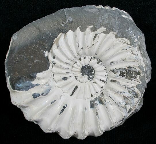 White Pleuroceras Ammonite - Germany #6153